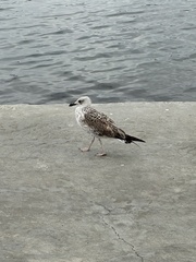 Larus