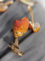 Pluteus aurantiorugosus