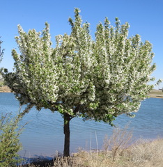 Prunus americana