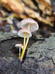 Mycena renati