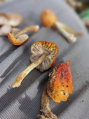 Pluteus aurantiorugosus