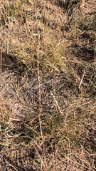 Bouteloua curtipendula