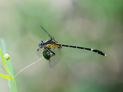 Austrogomphus prasinus