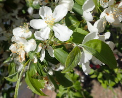 Prunus americana