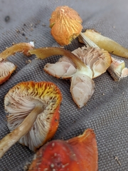 Pluteus aurantiorugosus