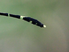 Austrogomphus prasinus