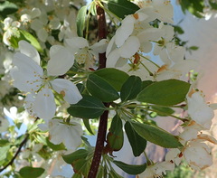 Prunus americana
