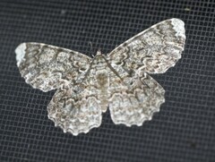 Amblychia subrubida