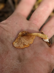 Pluteus aurantiorugosus
