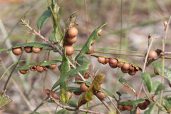 Belonocnema fossoria