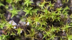 Pseudocrossidium hornschuchianum