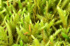 Pseudisothecium cristatum