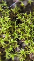Pseudocrossidium hornschuchianum