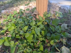 Malvastrum coromandelianum