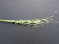 Austrostipa mollis