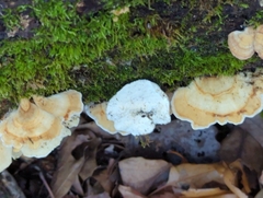 Trametes versicolor