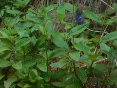 Salvia stachyoides
