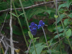 Salvia stachyoides