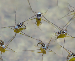 Trepobates subnitidus