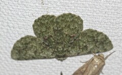 Aeolochroma viridicata