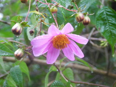 Dahlia tenuicaulis
