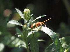 Compsocryptus texensis