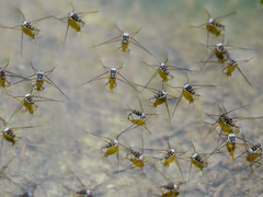 Trepobates subnitidus