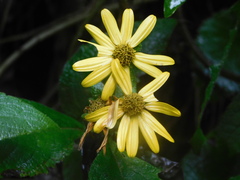 Verbesina hypoglauca