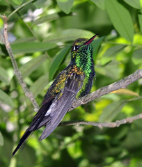 Riccordia ricordii