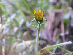 Verbesina hypoglauca