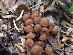 Britzelmayria multipedata