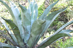 Agave marmorata
