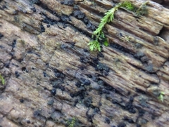 Anteaglonium globosum