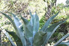 Agave marmorata