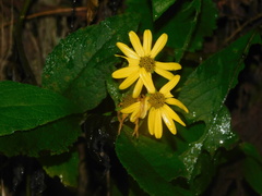 Verbesina hypoglauca