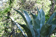 Agave marmorata