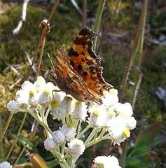 Polygonia gracilis