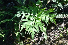 Prionosciadium thapsoides