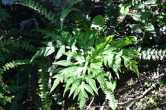 Prionosciadium thapsoides