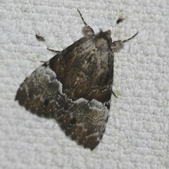 Alophosoma emmelopis