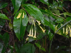 Cestrum anagyris