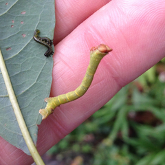 Biston betularia