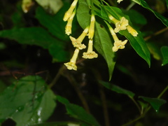Cestrum anagyris