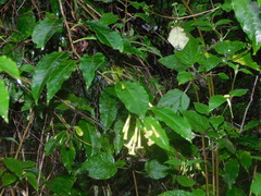Cestrum anagyris