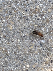 Dasymutilla quadriguttata