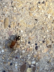 Dasymutilla quadriguttata