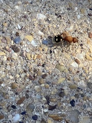 Dasymutilla quadriguttata