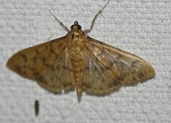 Patania balteata