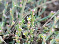 Polygonum aviculare