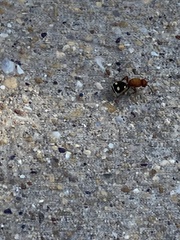 Dasymutilla quadriguttata